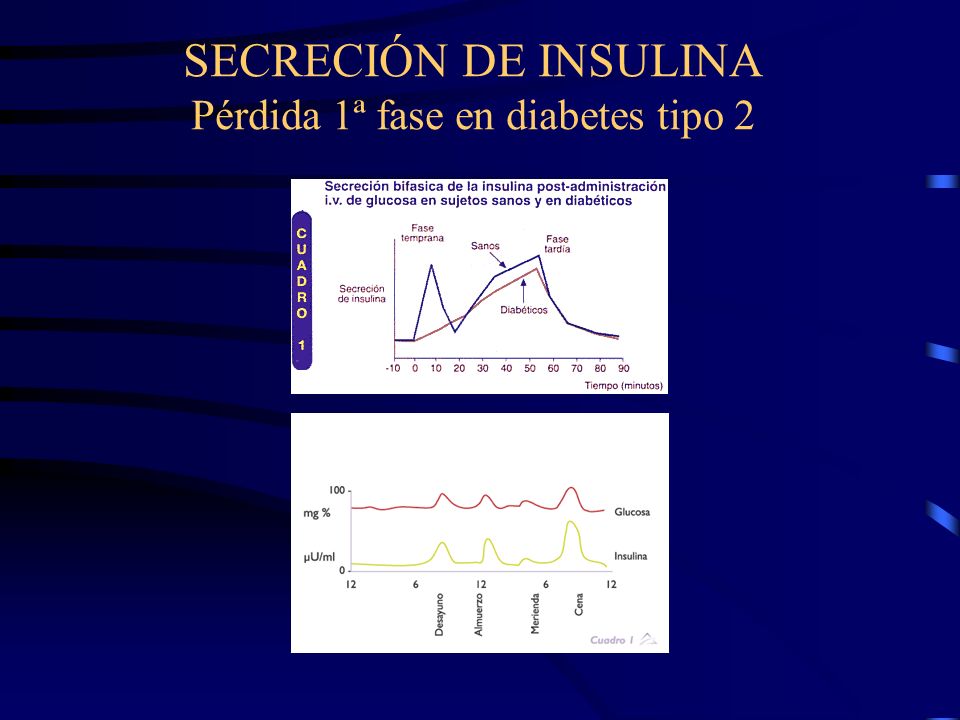 primera fase de secreción de insulina tipo diabetes primera fase de secreción de insulina tipo diabetes